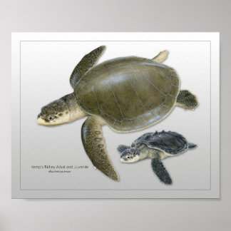 Kemp's Ridley Sea Turtle Vuxen and Juvenile Print Poster