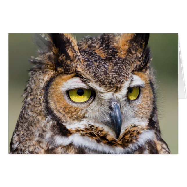 Kendall County, Texas. Underbara Uggla Hälsningskort (Framsidan Horizontal)