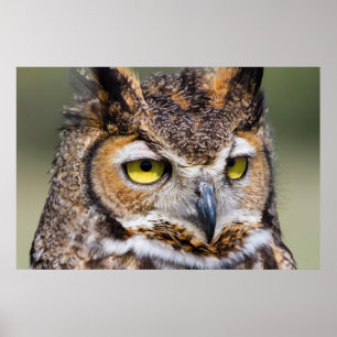 Kendall County, Texas. Underbara Uggla Poster