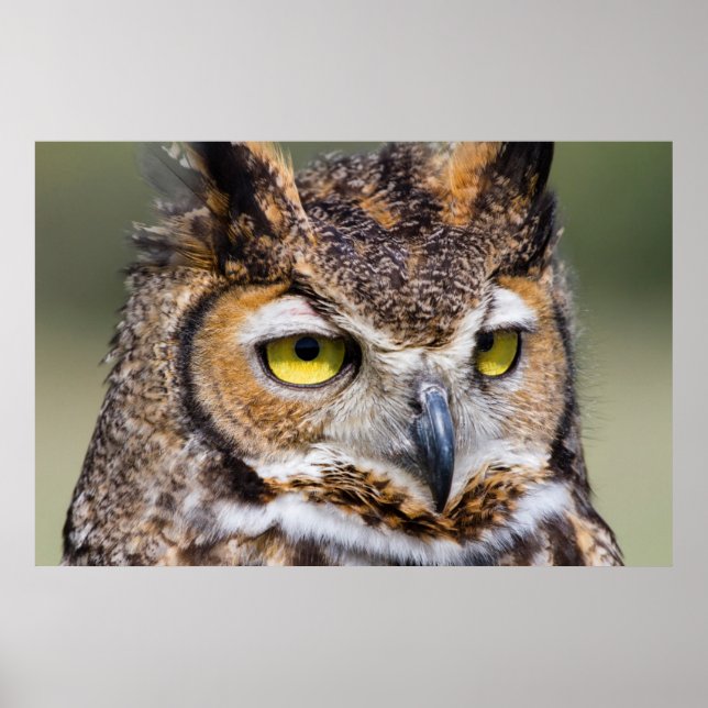 Kendall County, Texas. Underbara Uggla Poster (Framsidan)