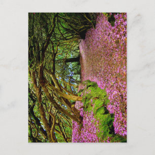 Kenmare Fairy Road Vykort