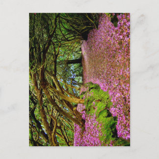 Kenmare Fairy Road Vykort