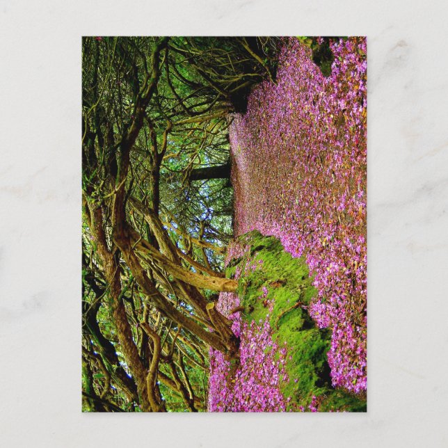 Kenmare Fairy Road Vykort (Framsida)