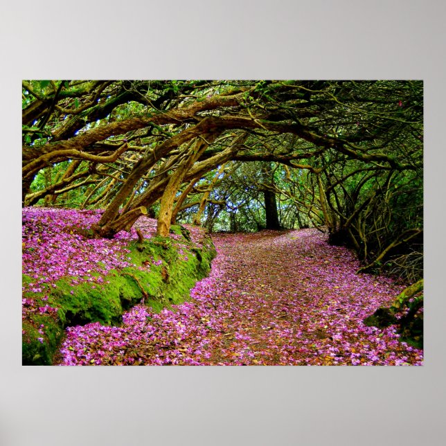 Kenmare Rhododendron-tunneln... Poster (Framsidan)