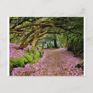 Kenmare Rhododendron-tunneln Vykort