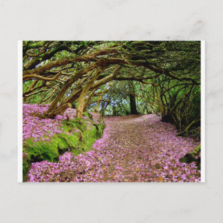 Kenmare Rhododendron-tunneln Vykort