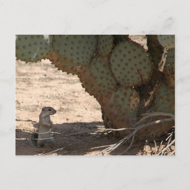 Kenny's Critter Vykort (Framsida)