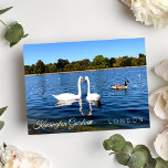 Kensignton Gardens Pond | royalet Park LONDON UK Vykort<br><div class="desc">Vackra två vita svanar som simmar i runda dammen i Kensington Gardens Royal Park London UK - Fotokort för fotografering - Sept 2019 - foto av Anka</div>