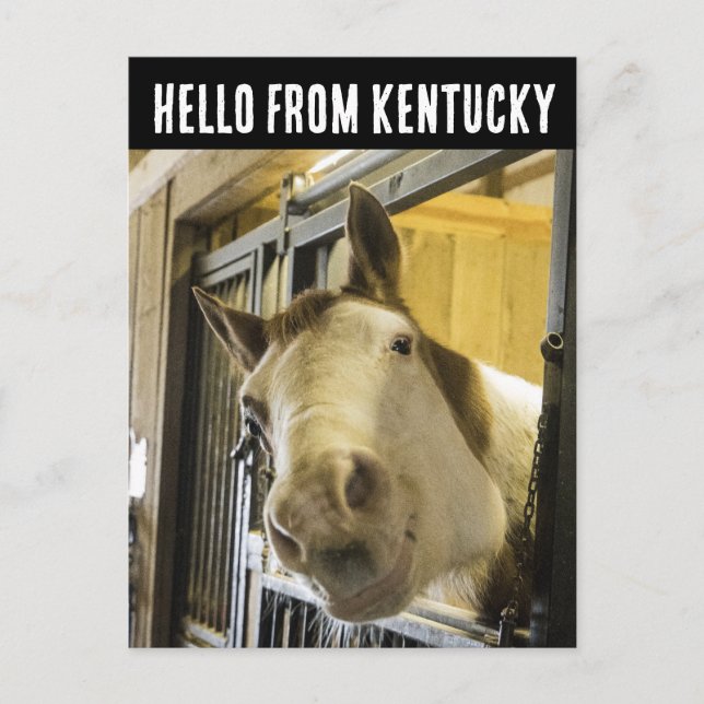KENTUCCKY HÄST LEENDE ROLIG POSTKORT VYKORT (Framsida)