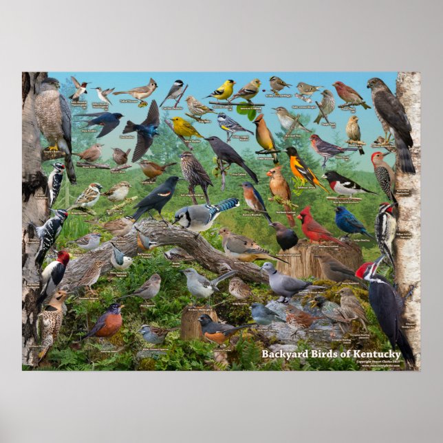 Kentucky Birds Poster (Framsidan)