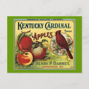 Kentucky Cardinal Bird Vykort