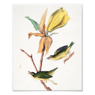Kentucky Fly Catching Warbler Birds Illustration Fototryck