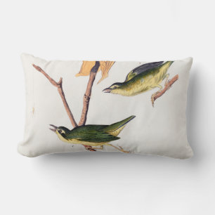 Kentucky Fly Catching Warbler Birds Illustration Lumbarkudde