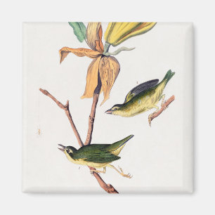 Kentucky Fly Catching Warbler Birds Illustration Magnet