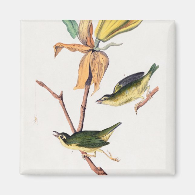 Kentucky Fly Catching Warbler Birds Illustration Magnet (Framsidan)