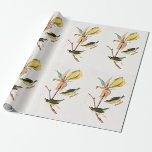 Kentucky Fly Catching Warbler Birds Illustration Presentpapper