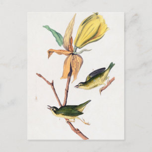 Kentucky Fly Catching Warbler Birds Illustration Vykort