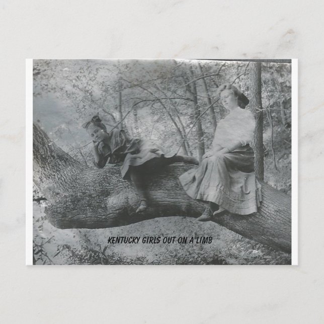 Kentucky Girls på en limb Vykort (Framsida)