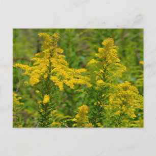 Kentucky Goldenrod Vykort