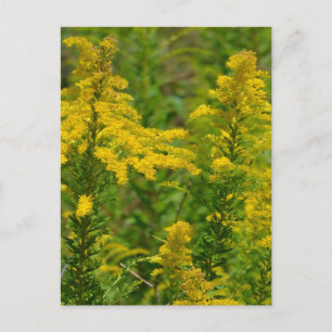 Kentucky Goldenrod Vykort