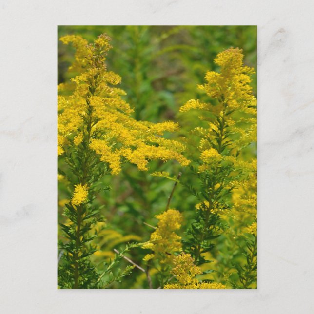 Kentucky Goldenrod Vykort (Framsida)