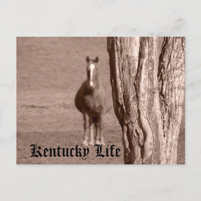 Kentucky Life Vykort (Framsida)