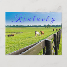 Kentucky Postcard. Hästar på hästgården. Vykort