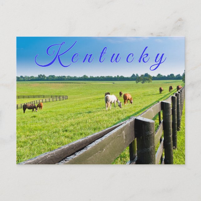 Kentucky Postcard. Hästar på hästgården. Vykort (Framsida)
