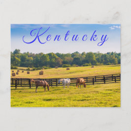 Kentucky Postcard. Hästar på hästgården. Vykort