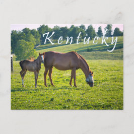 Kentucky Postcard. Hästar på hästgården. Vykort