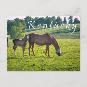 Kentucky Postcard. Hästar på hästgården. Vykort