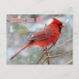 Kentucky State Bird - Northern Kardinal Vykort