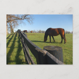 Kentucky Thoroughbreds Vykort