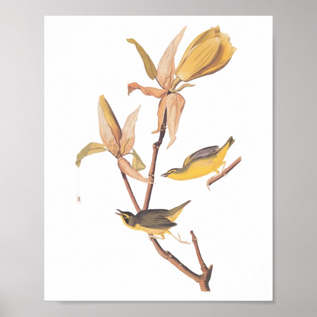 Kentucky Warbler Audubon Birds and Magnolia Flower Poster (Framsidan)