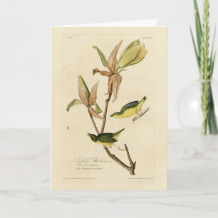 Kentucky Warbler från Audubon's Birds of America Kort