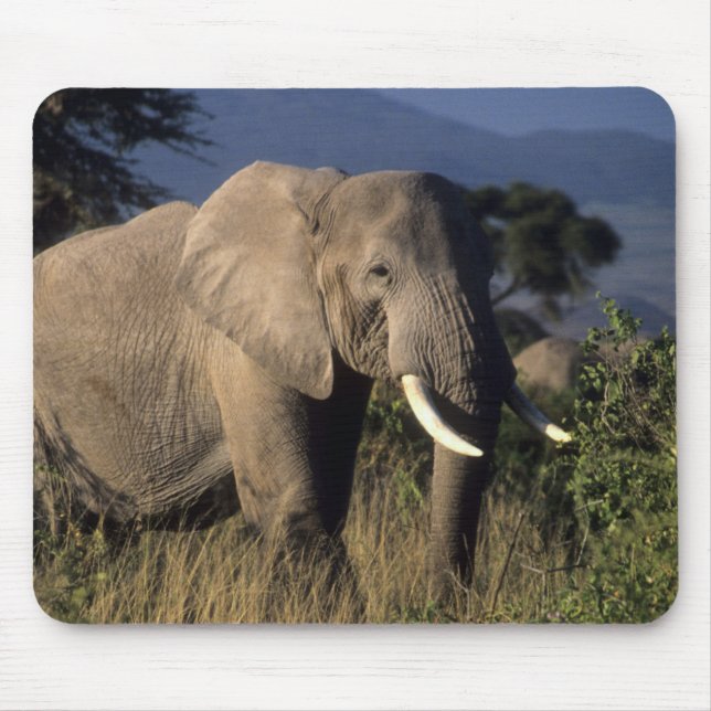 Kenya: Amboseli, manlig afrikansk elefant Musmatta (Framsidan)