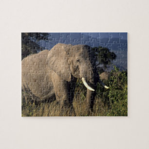 Kenya: Amboseli, manlig afrikansk elefant Pussel