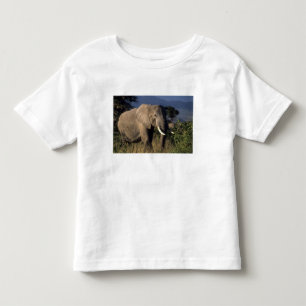 Kenya: Amboseli, manlig afrikansk elefant Tröja