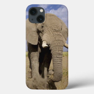 Kenya: Amboseli National Park, manlig elefant
