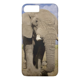 Kenya: Amboseli National Park, manlig elefant