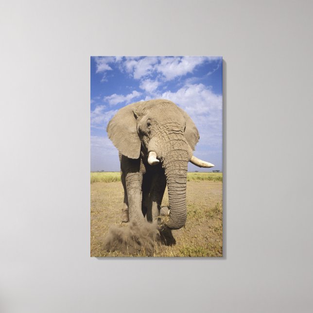 Kenya: Amboseli nationalpark, elefant av hankön Canvastryck (Framsida)