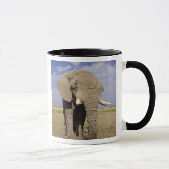Kenya: Amboseli nationalpark, elefant av hankön Mugg (Höger)