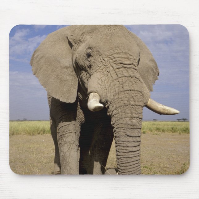 Kenya: Amboseli nationalpark, elefant av hankön Musmatta (Framsidan)