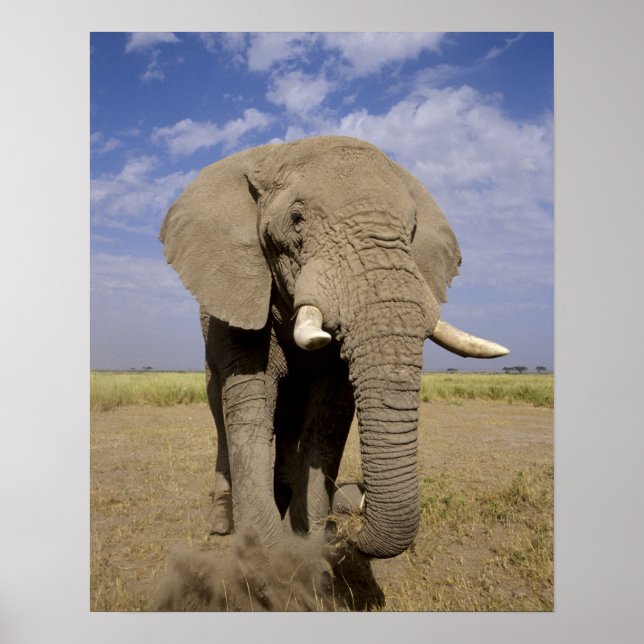 Kenya: Amboseli nationalpark, elefant av hankön Poster (Framsidan)