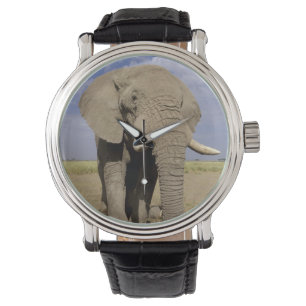 Kenya: Amboseli nationalpark, manlig elefant Armbandsur