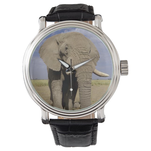 Kenya: Amboseli nationalpark, manlig elefant Armbandsur (Framsida)