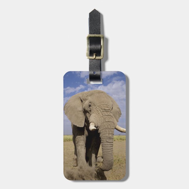 Kenya: Amboseli nationalpark, manlig elefant Bagagebricka (Vertikal Framsida)