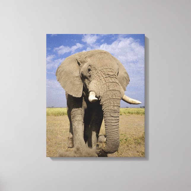 Kenya: Amboseli nationalpark, manlig elefant Canvastryck (Framsida)