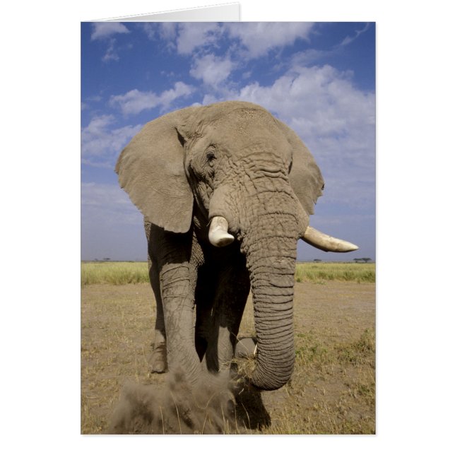 Kenya: Amboseli nationalpark, manlig elefant Hälsningskort (Framsidan)