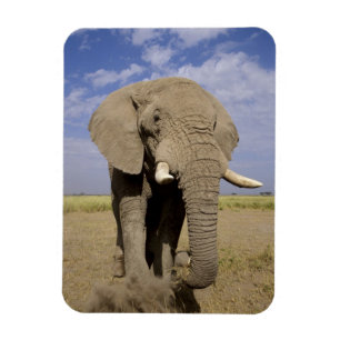 Kenya: Amboseli nationalpark, manlig elefant Magnet